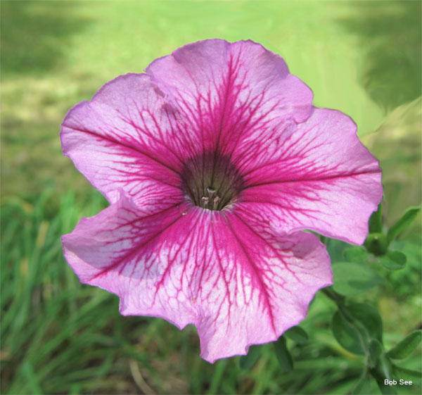 Pink Petunia by Bob See