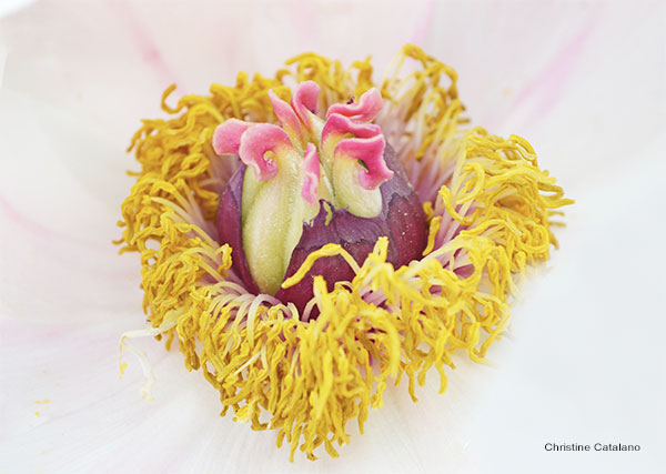 Flowers Heart by Christine Catalano