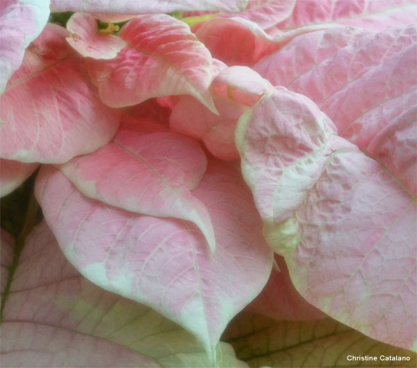 Pink Leaves by Christine Catalano