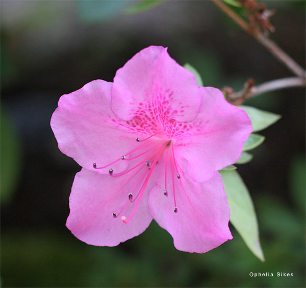 Monte Carlo Flower by Ophelia Sikes