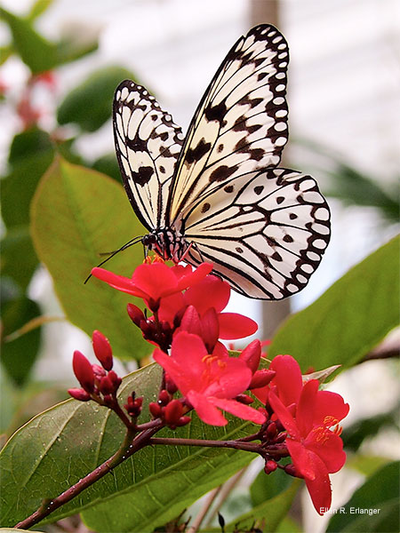 Quenching a Thirst On A Hot Summer Day by Ellen R. Erlanger